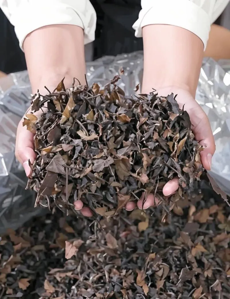 Is it true that white tea gets better with age.webp Is it true that white tea gets better with age.webp