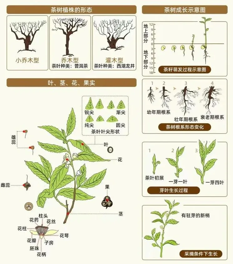 Understanding Tea Trees.webp Understanding Tea Trees.webp