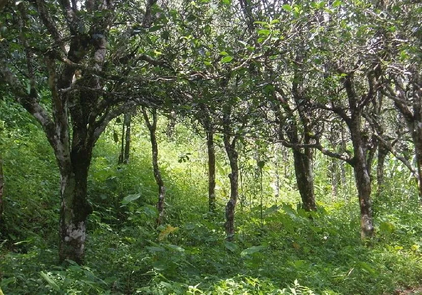 teatree.webp teatree.webp