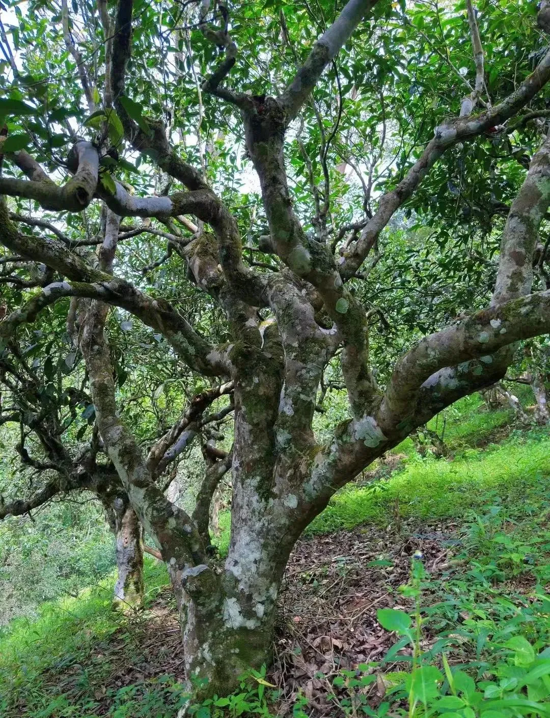 Lao Ban Zhang ancient tea trees.webp Lao Ban Zhang ancient tea trees.webp